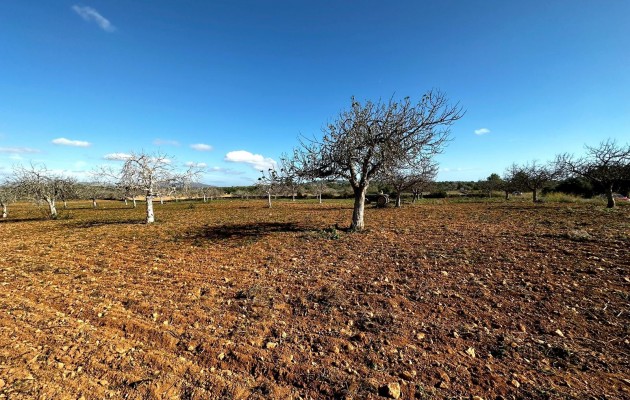 Grundstück / Grundstück - Resale - Manacor - Manacor