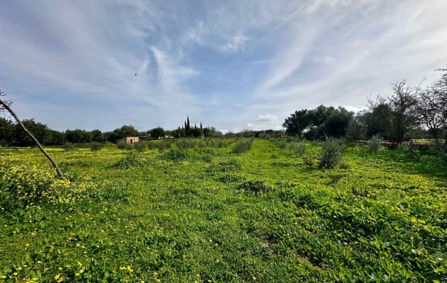 Grundstück / Grundstück - Resale - Manacor - Manacor