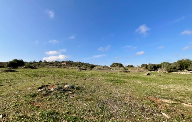 Parcela / Terreno - Venta - Son Servera -
                Son Servera