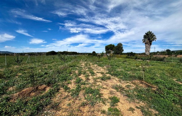 Plot / Land - Sale - Manacor -
                Manacor