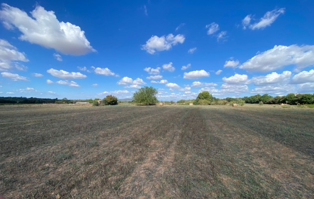 Vila - Resale - Manacor -
                Manacor