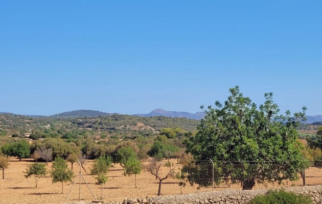 Sale - Plot / Land - Manacor