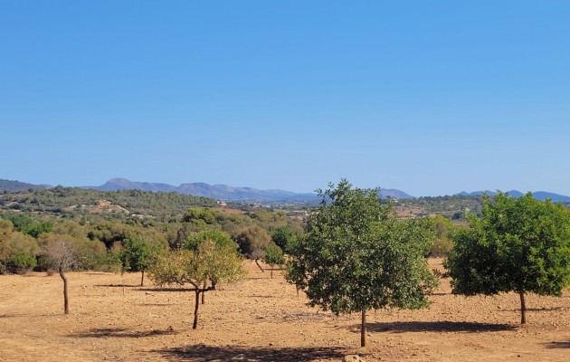 Sale - Plot / Land - Manacor