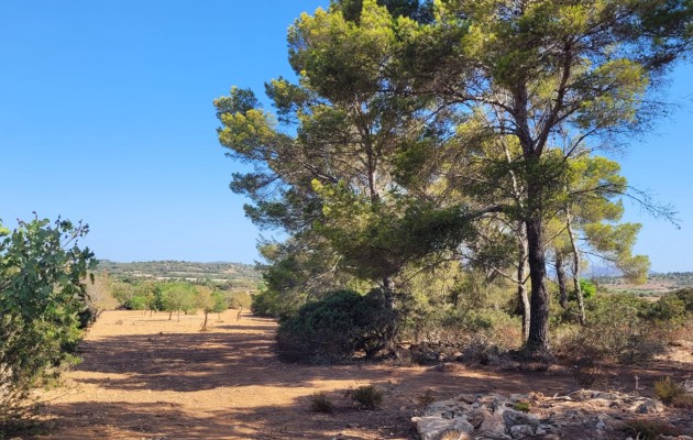 Sale - Plot / Land - Manacor