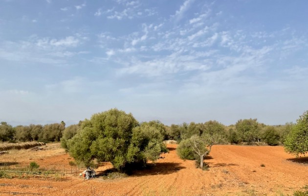 Sale - Vila - Felanitx