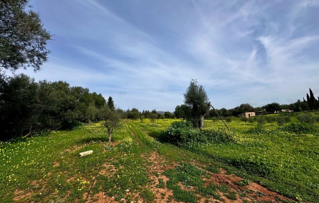 Sale - Plot / Land - Manacor