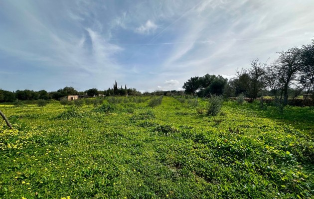 Sale - Plot / Land - Manacor