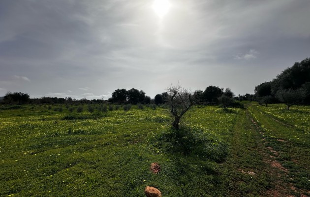 Sale - Plot / Land - Manacor