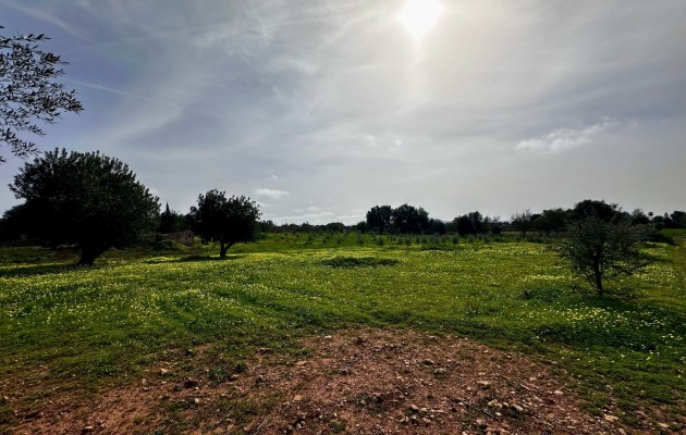 Sale - Plot / Land - Manacor