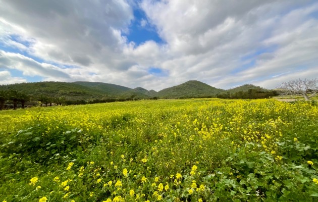 Sale - Vila - Manacor