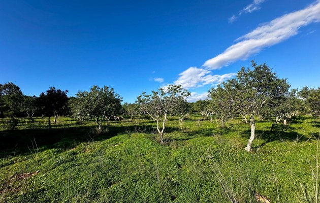 Sale - Plot / Land - Son Carrio