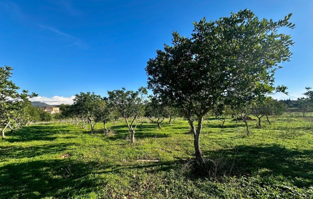 Sale - Plot / Land - Son Carrio