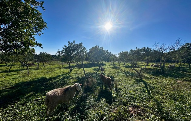 Sale - Plot / Land - Son Carrio