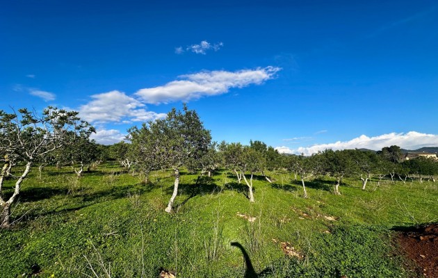 Sale - Plot / Land - Son Carrio