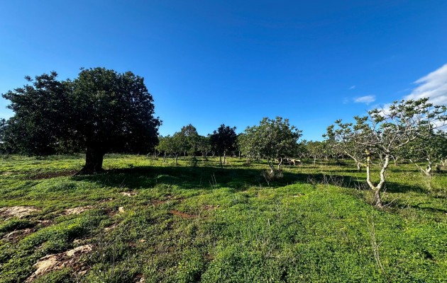 Sale - Plot / Land - Son Carrio