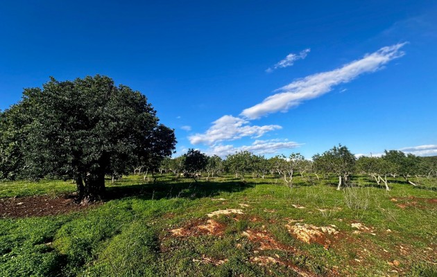 Sale - Plot / Land - Son Carrio