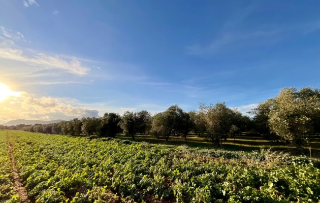 Resale - Vila - Sa Pobla