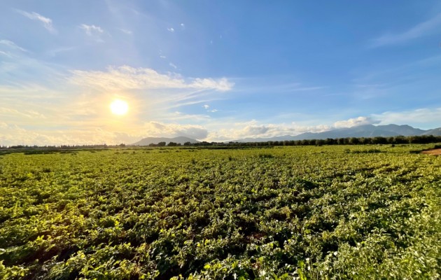 Resale - Vila - Sa Pobla