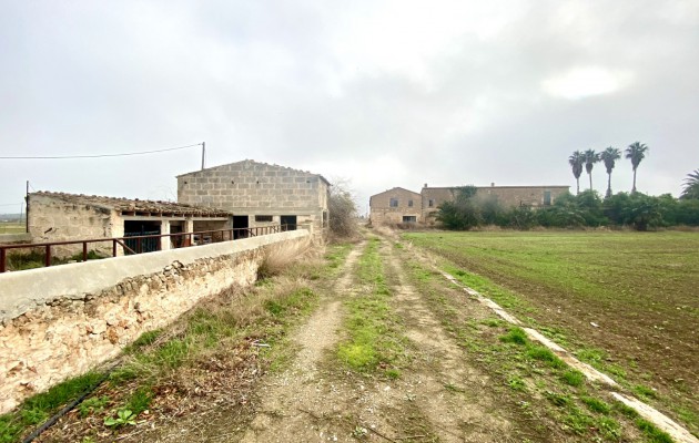 Sale - Great properties - Palma - Sant Jordi